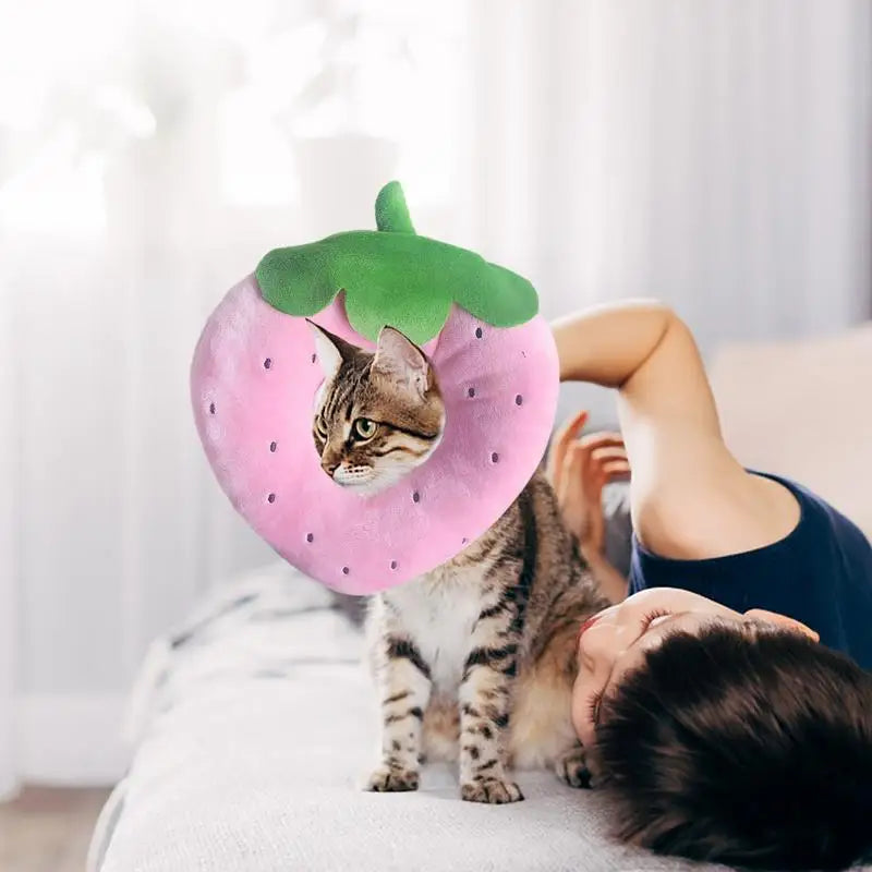 Collerette pour chat fruits